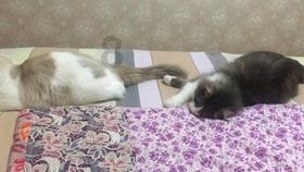 小僵尸射飞鸟